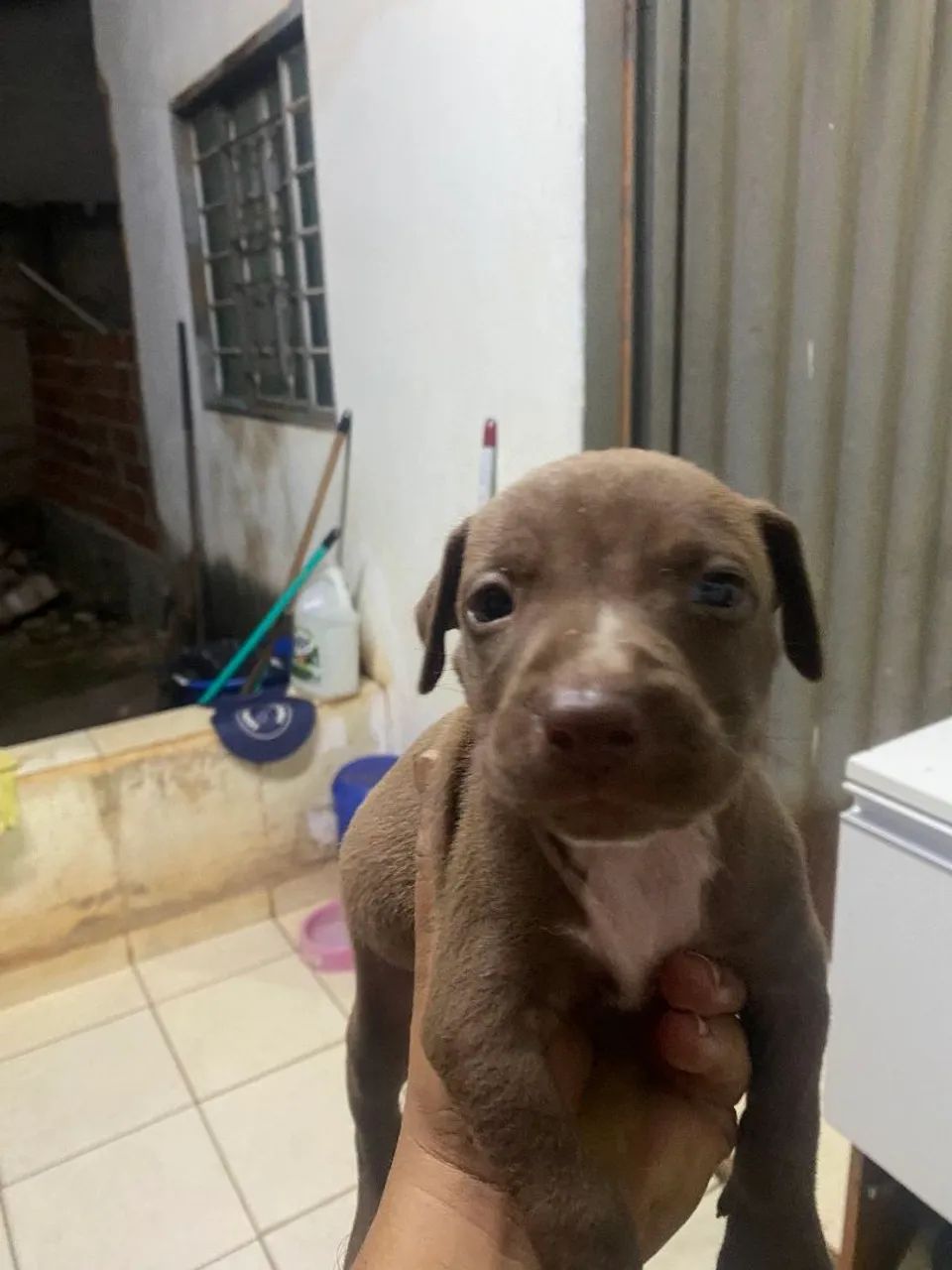 Filhote pitbull  - Foto 6