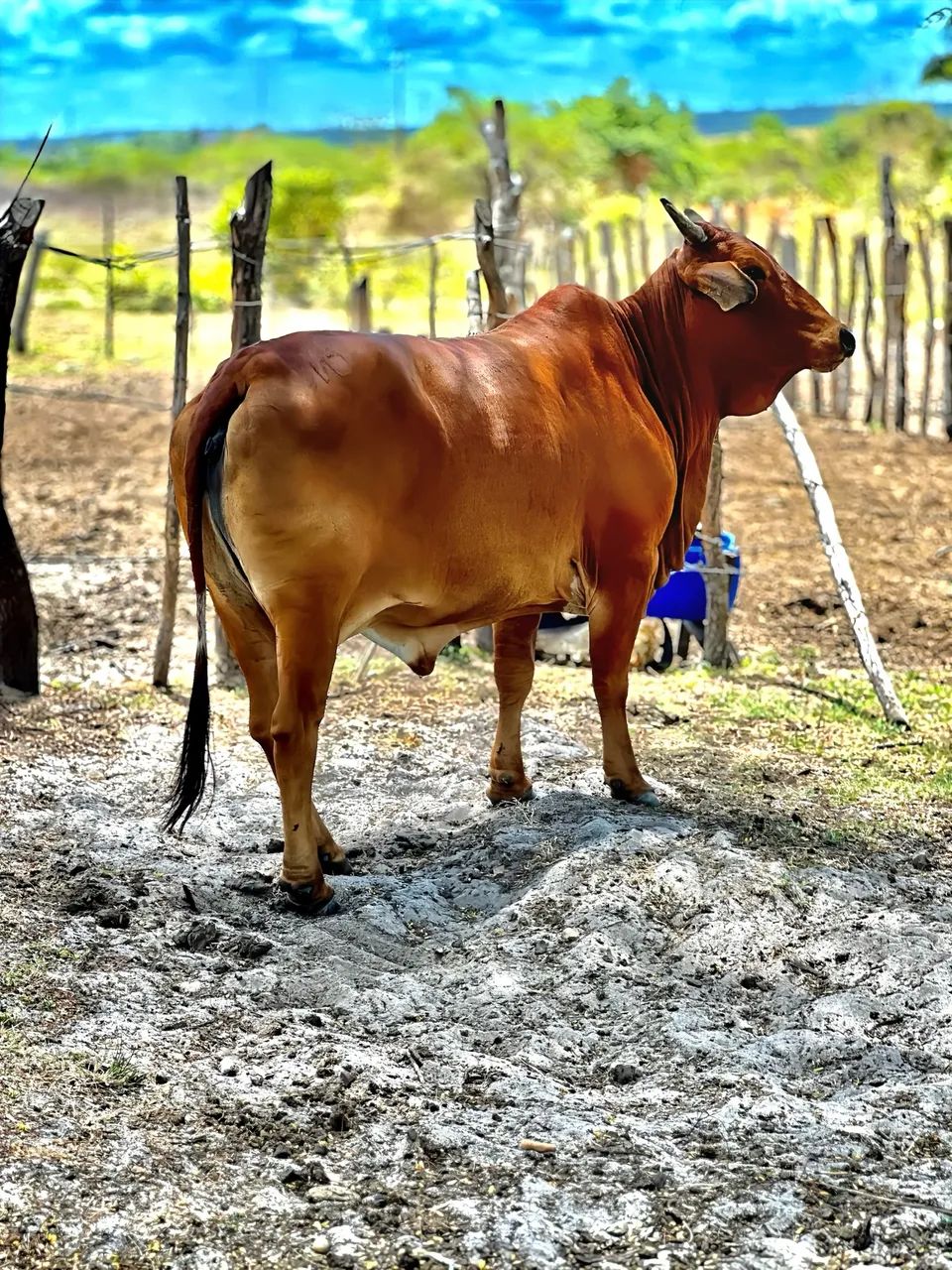 VACA SINDI  - Foto 2