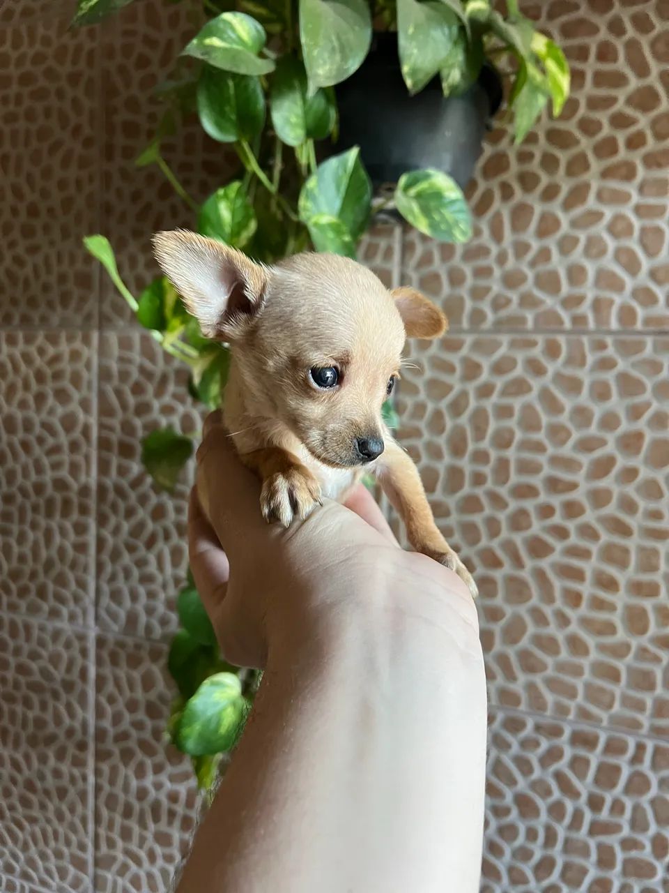 Pinscher zero macho - Foto 2