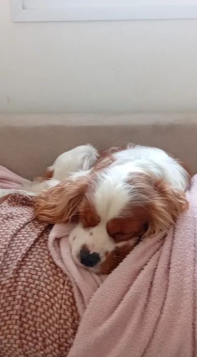 Cobertura - Cavalier King Charles Spaniel Macho para Cruzamento - Foto 2