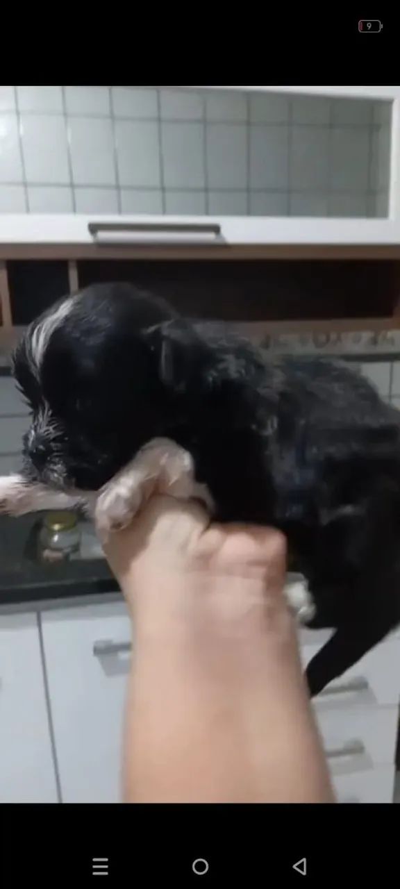 Vendo Shitsu macho
