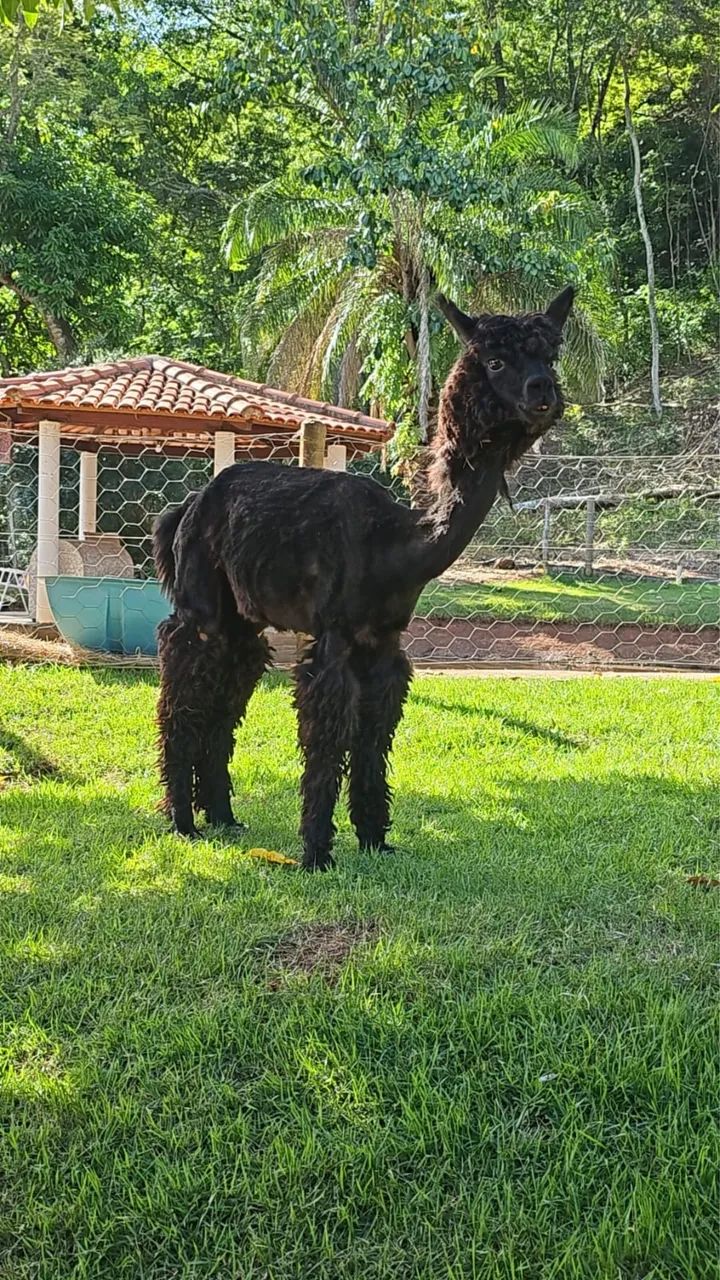 Alpacas - Foto 5
