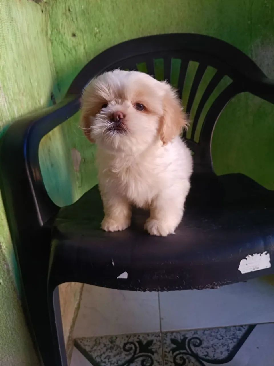 Lindo Shitzu  - Foto 2