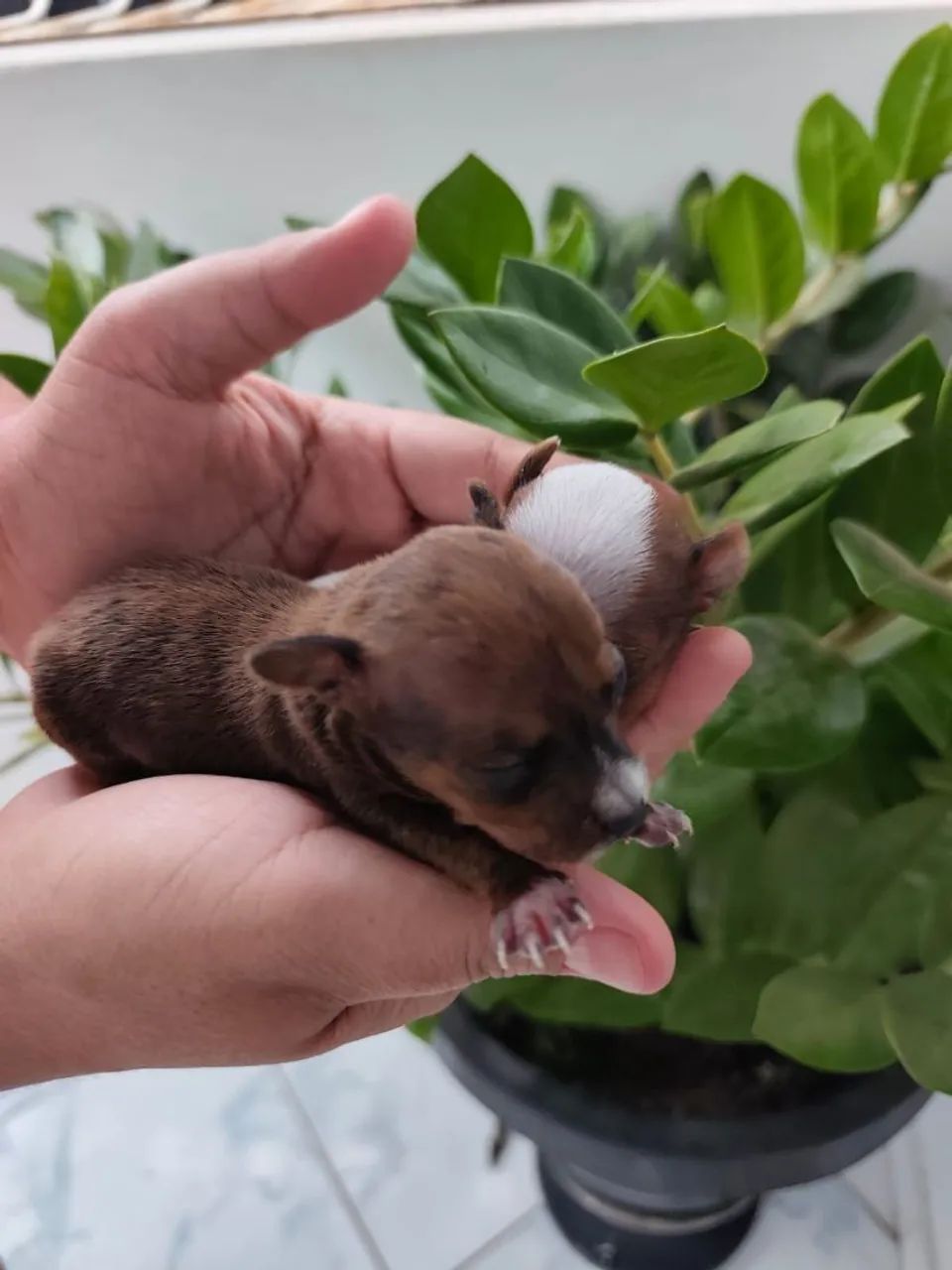 Pinscher mini 00 - Foto 3