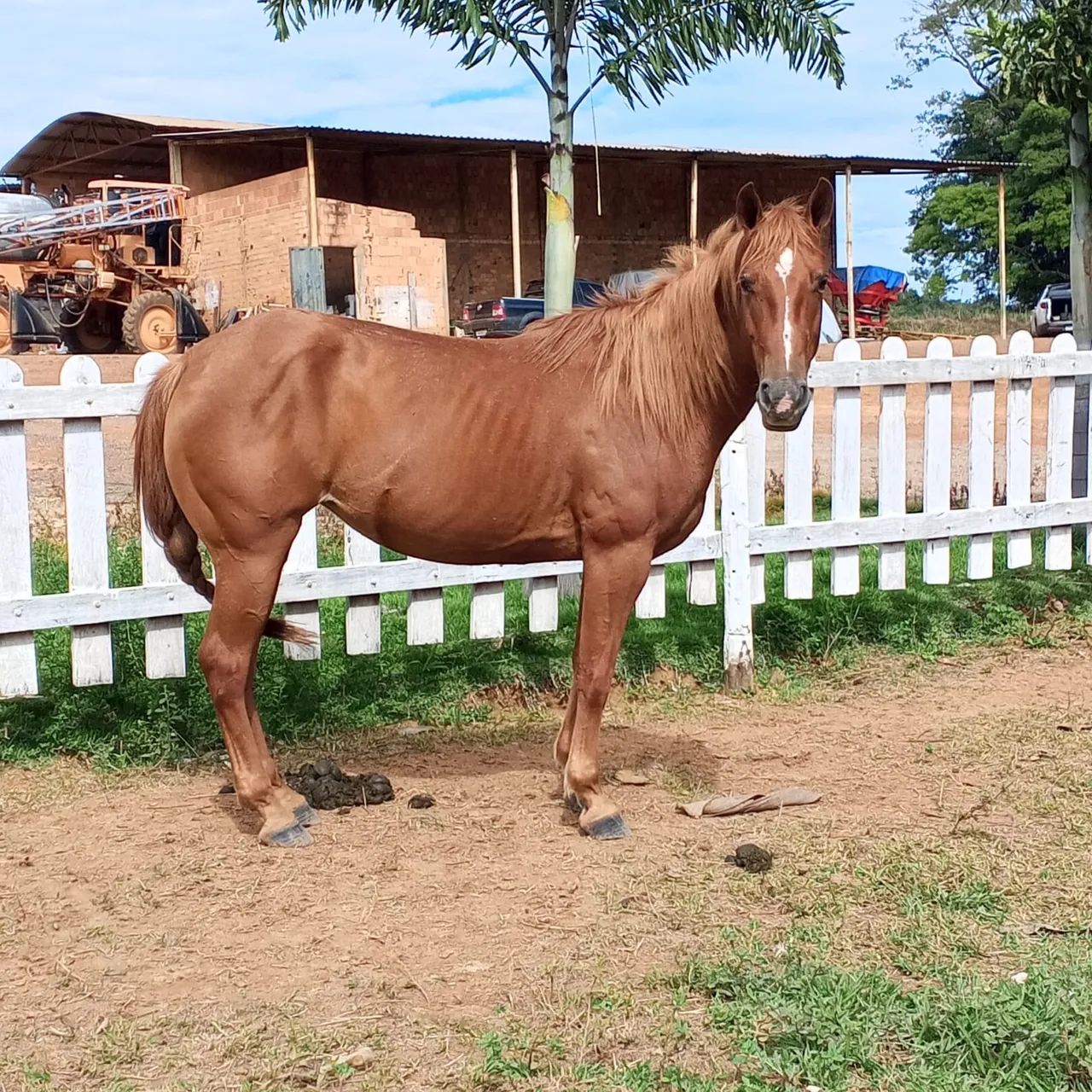 Vendo égua QM  - Foto 3
