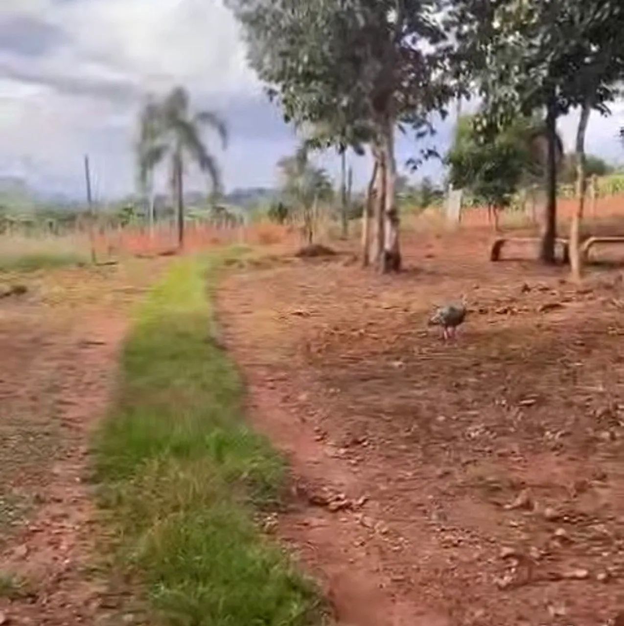 Venda ou troca chacara 2000m² - Foto 3