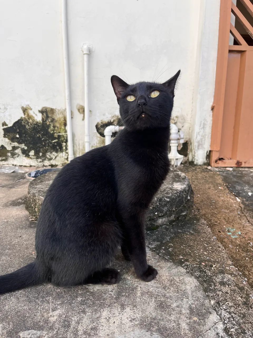 Adoção 