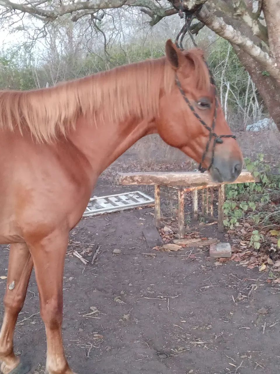 Cavalos ? ? ? na promoção 