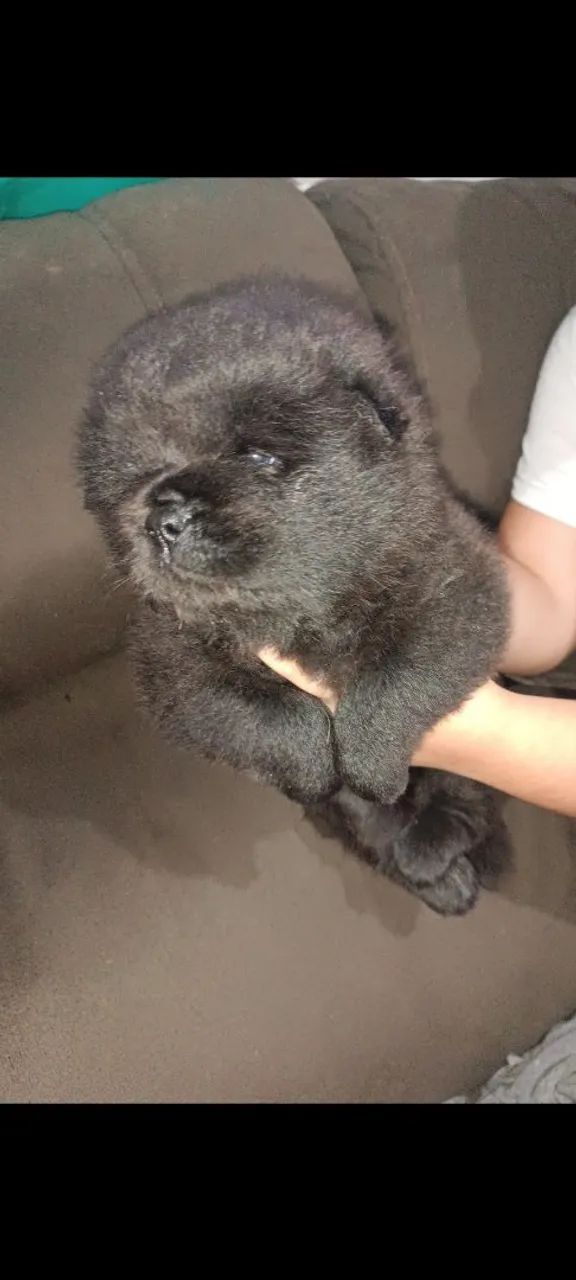 Filhote Chow Chow  - Foto 4