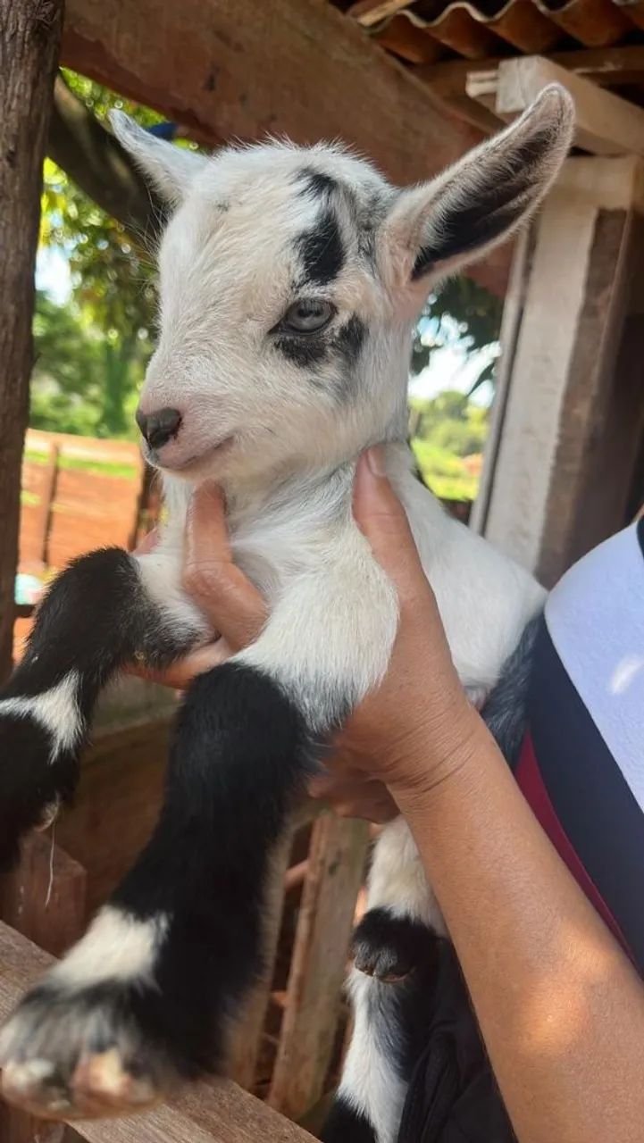 Mini cabrito  - Foto 2