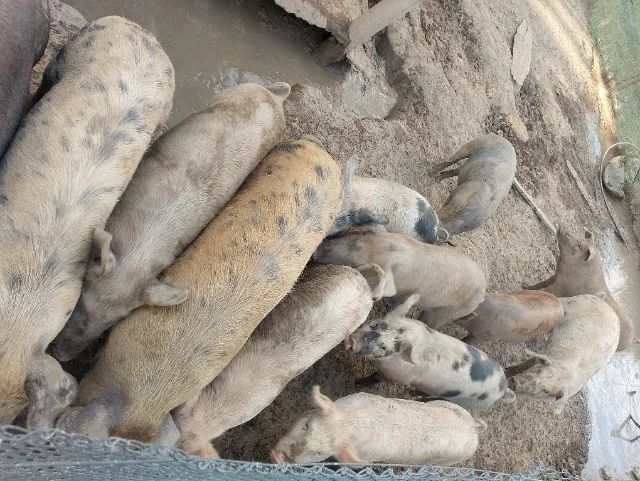 Leitão (porco) - Foto 3