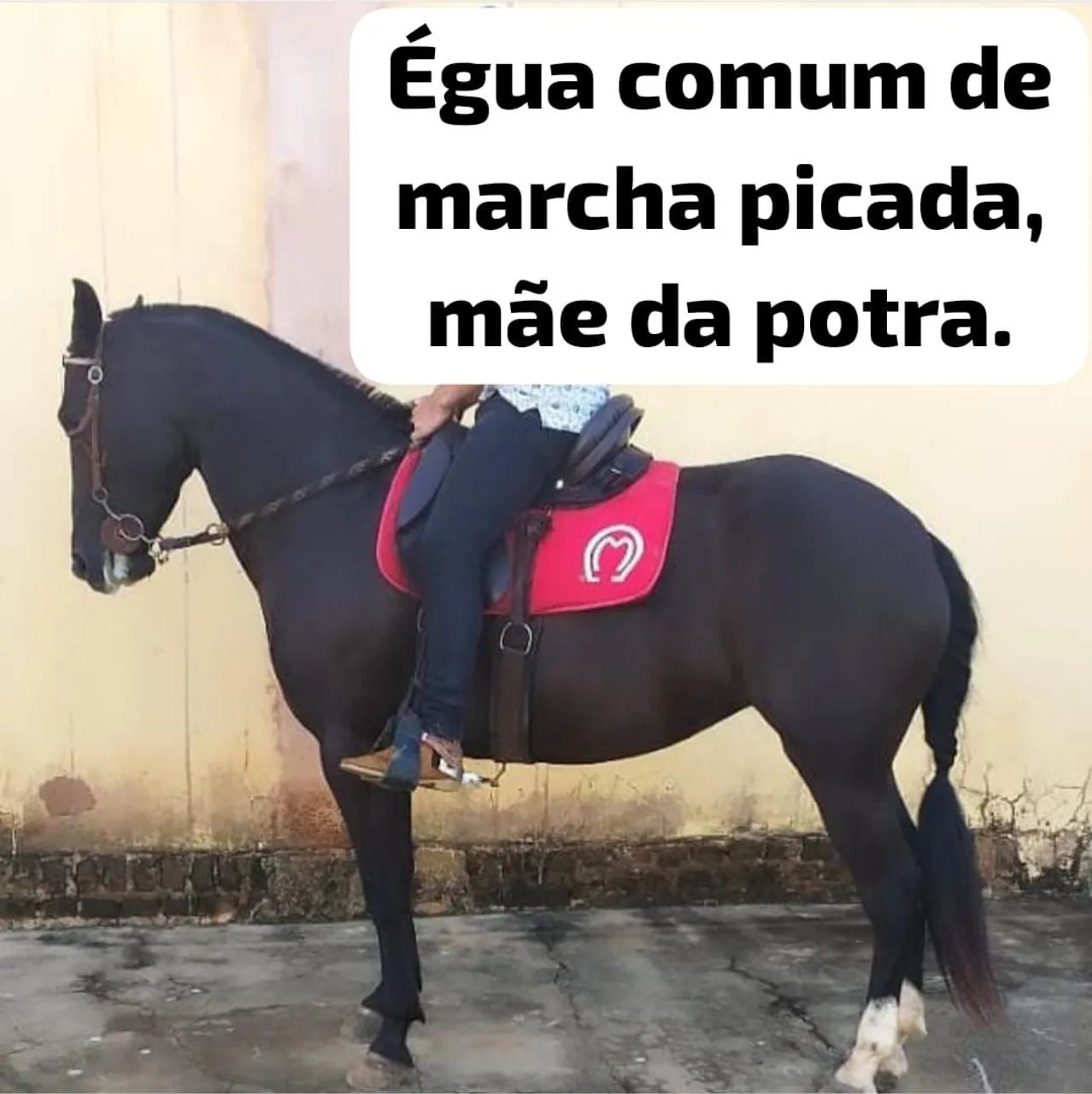 Potra comum de marcha picada  - Foto 6