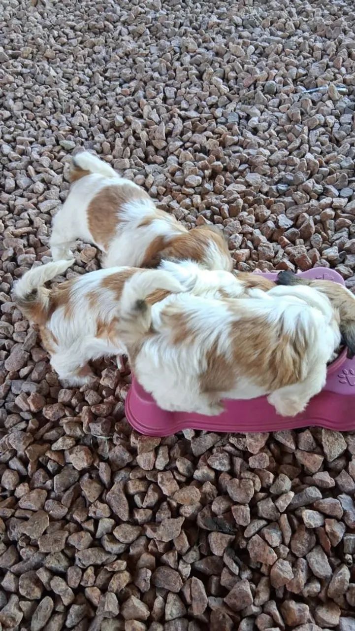 Filhotes de  shihtzu - Foto 2