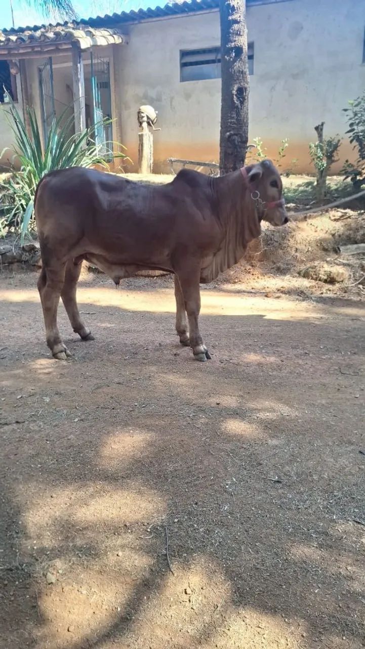 Sindi - Foto 4
