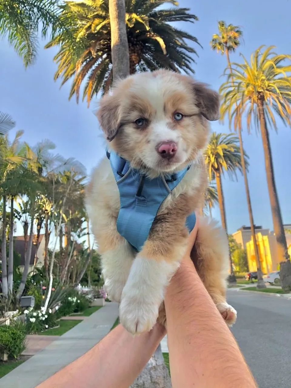 Border Collie - Amor Que Aproxima 