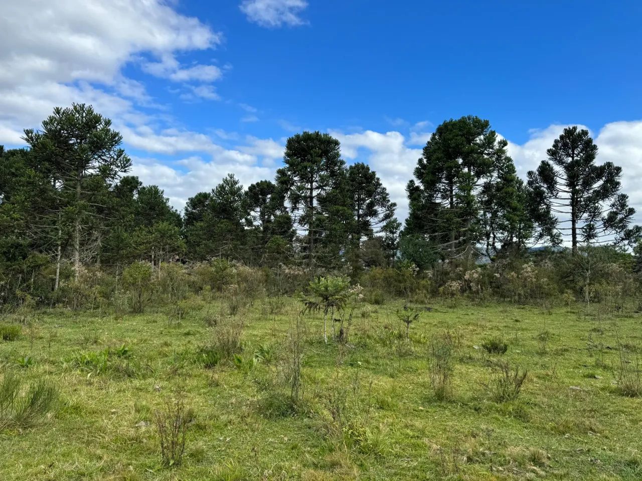 Imóvel para venda 2 hectares na Serra Catarinense - Foto 2