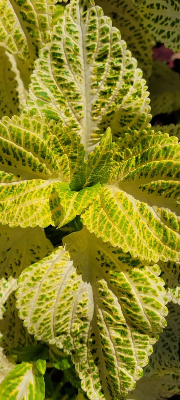 Muda de coleus unidade  - Foto 2
