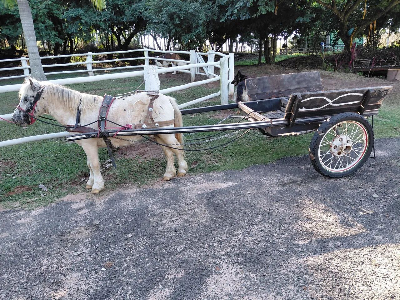  Pônei mini horse  - Foto 3