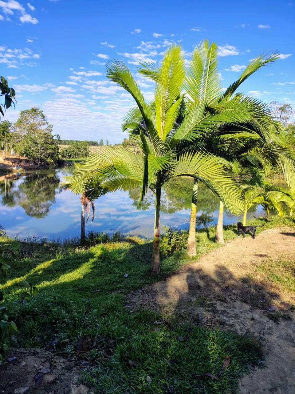 Vendo sítio em Jaguaré  - Foto 2