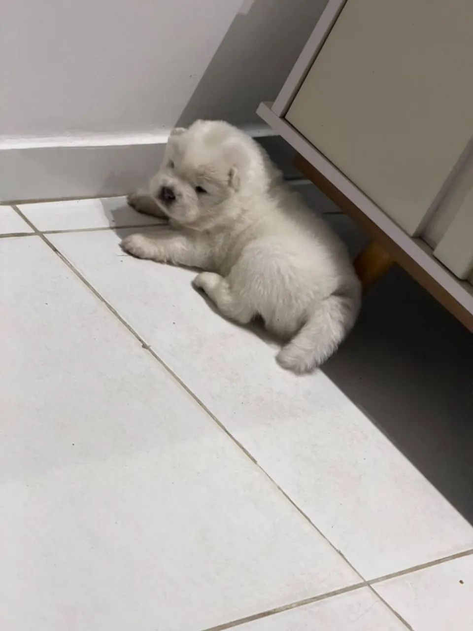 Chowchow filhote de alta qualidade - Foto 4