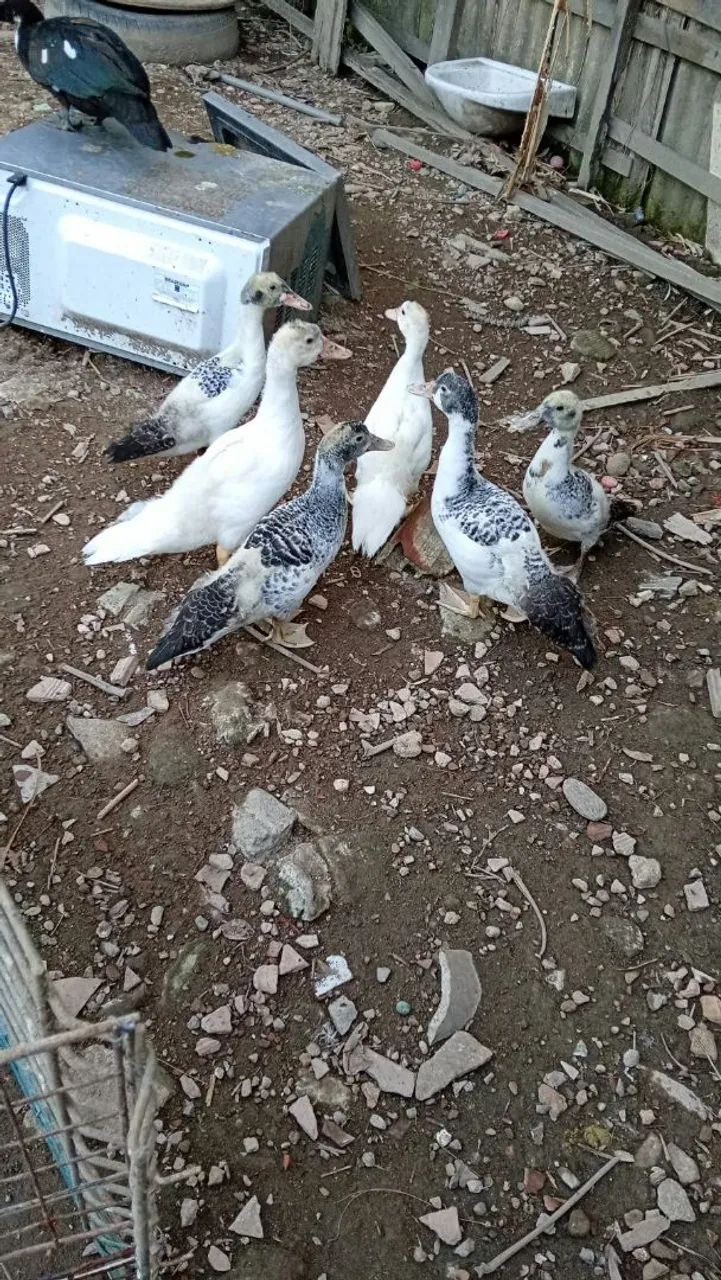 Patos - Foto 3