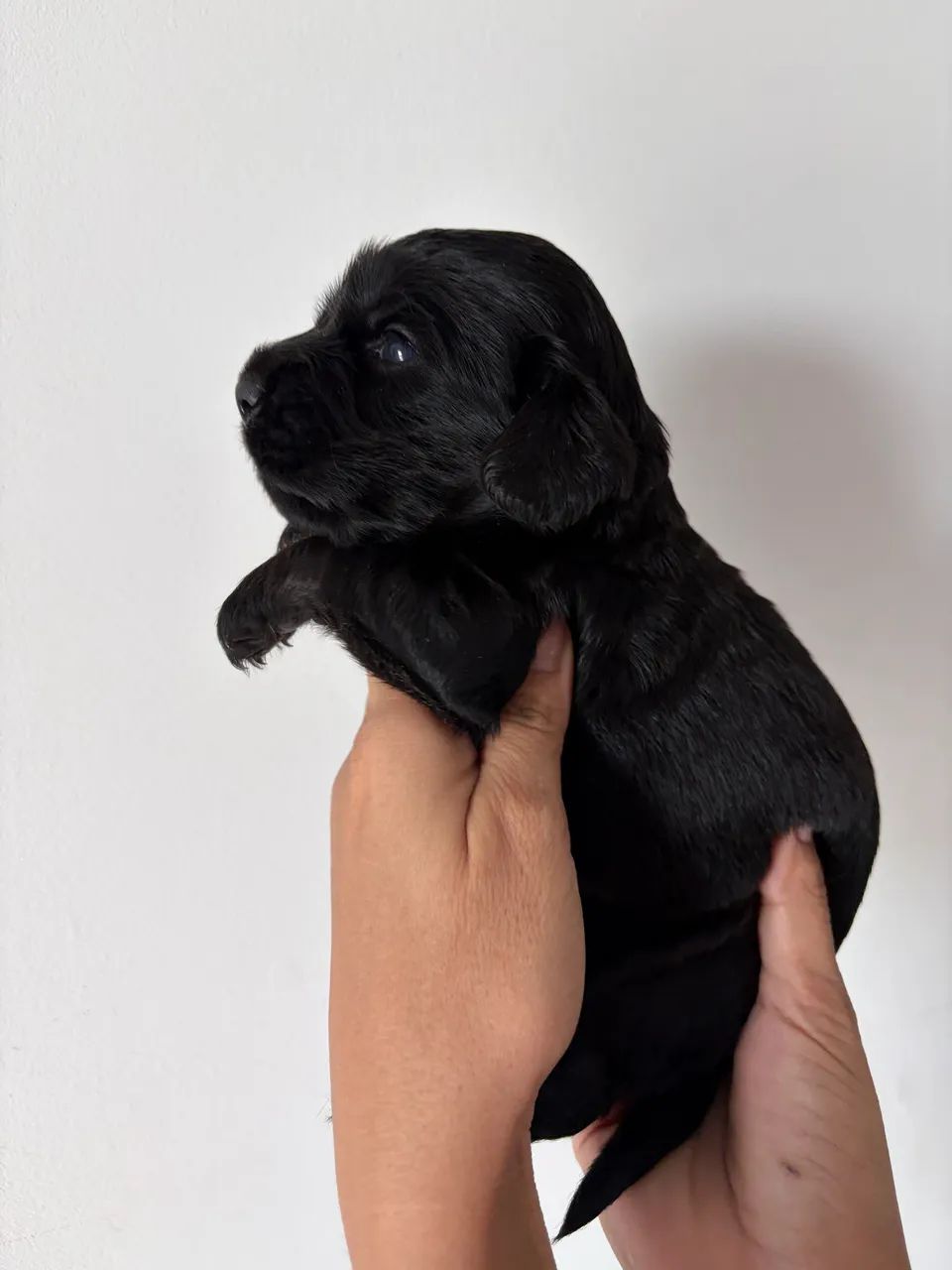 Filhotes cocker spainel