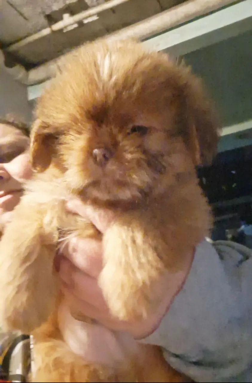 Filhotes de Shih Tzu  - Foto 4