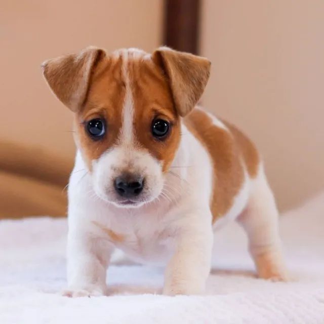 jack  russel femea - veja