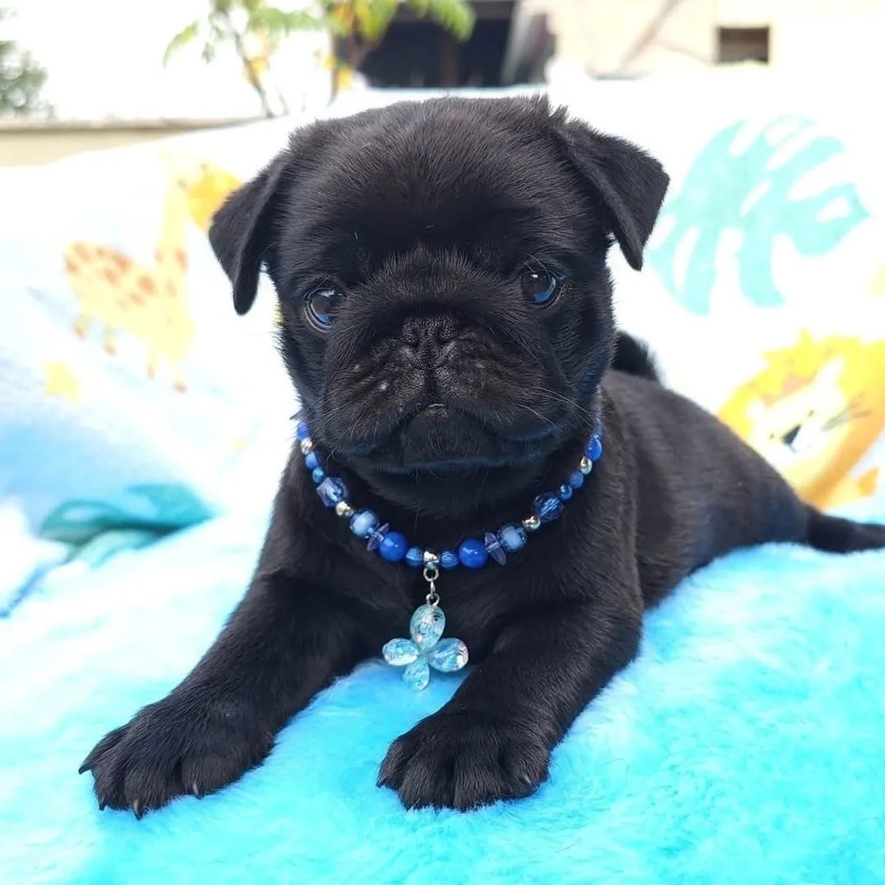 Filhotes de Pug - Foto 2