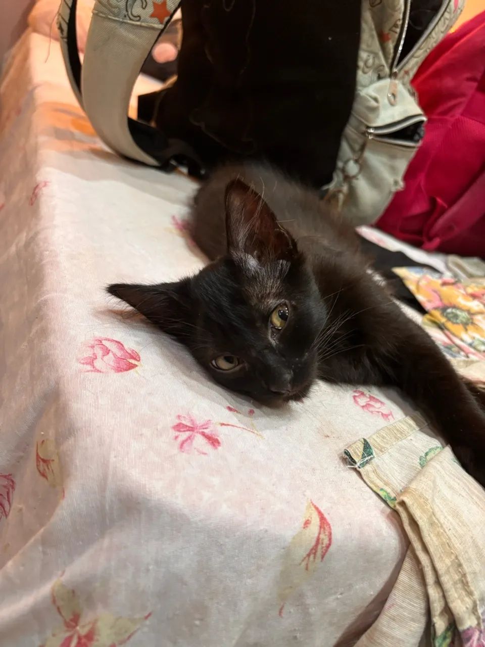 Doação de gatinhos  - Foto 4