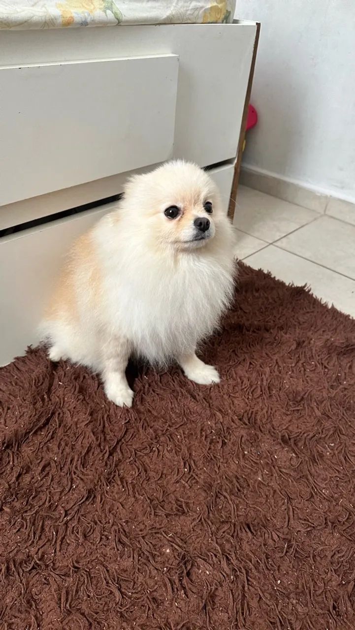 Spitz alemão  - Foto 3