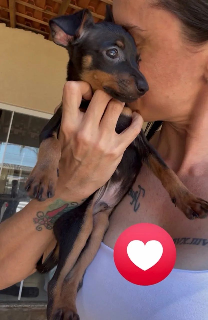 Pinscher machinho 