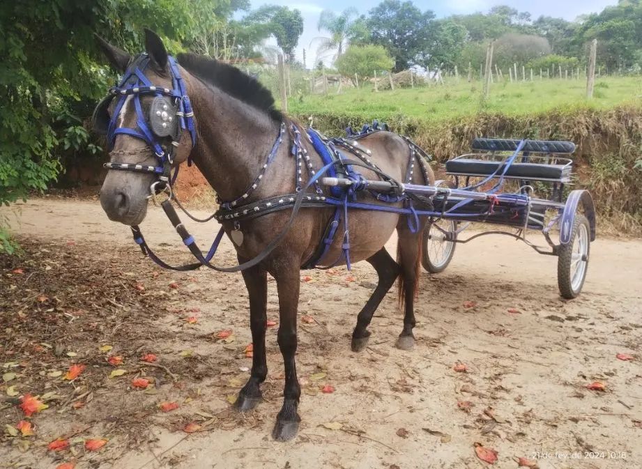 Égua de charrete  - Foto 3