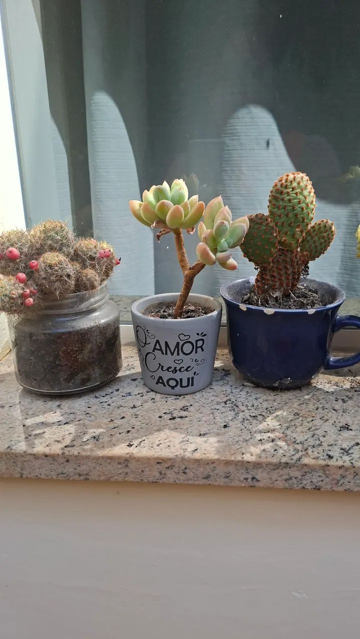 Coleção suculentas e cactos  - Foto 4