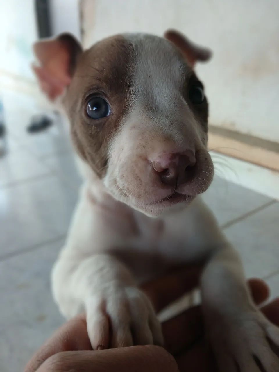 Pit bul macho 2 mês  - Foto 2