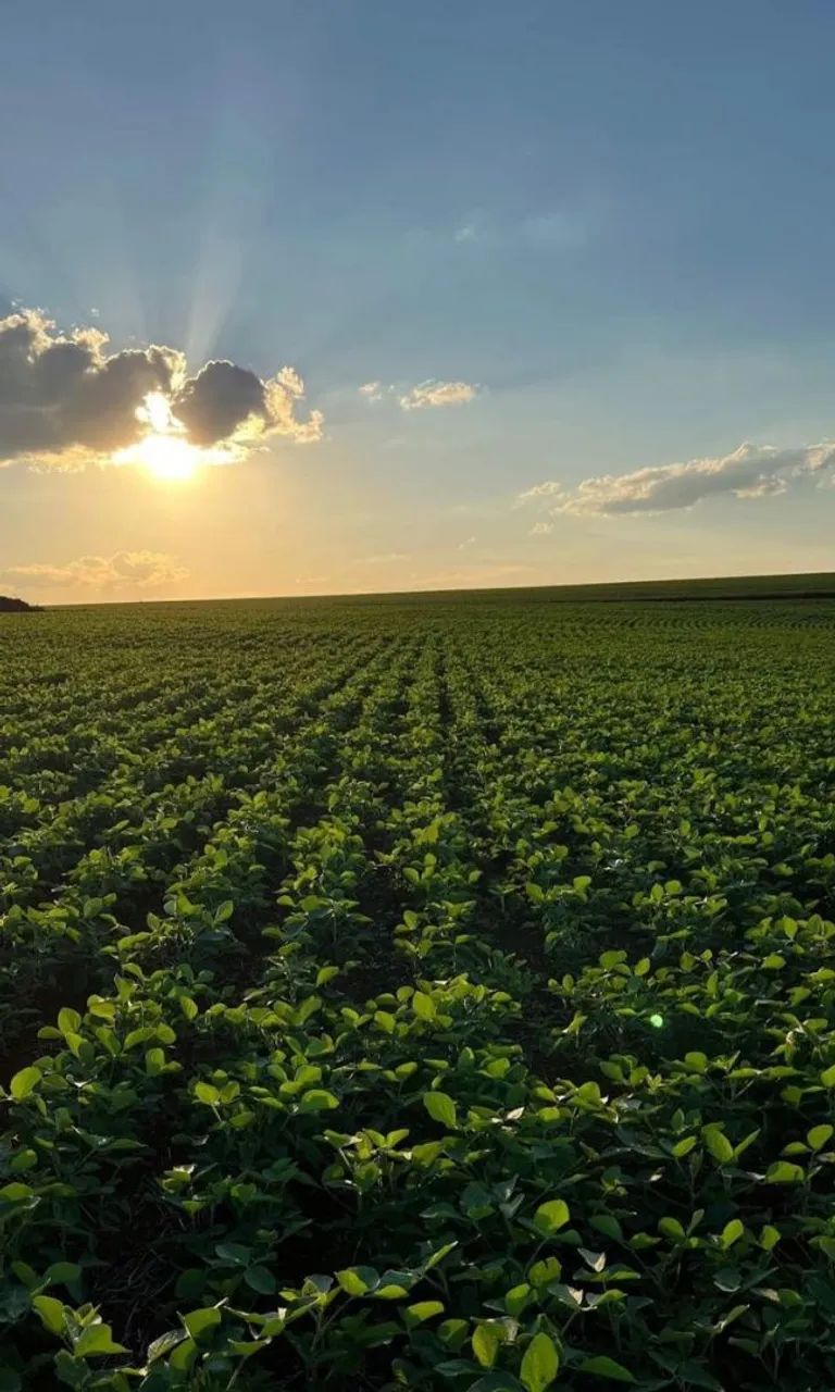  Pecuária, Máquinas Agrícolas e Expansão Rural