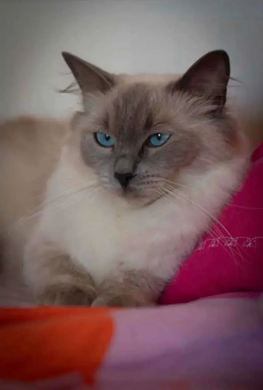 Filhotes de gato Ragdoll e Siberiano  - Foto 2