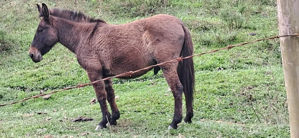 Vendo Burro  - Foto 3