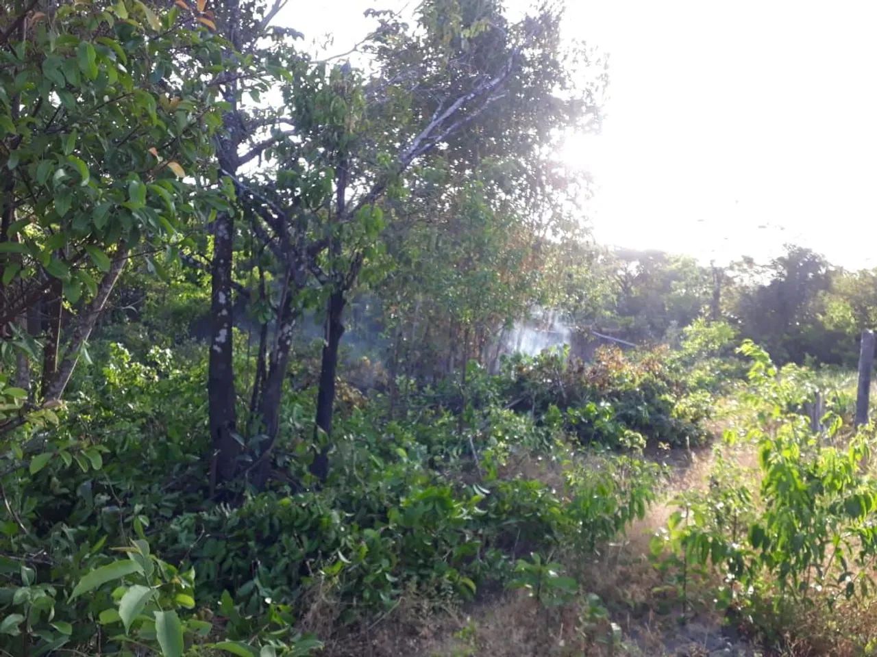 Dois terrenos em Marapanim PA - Foto 4