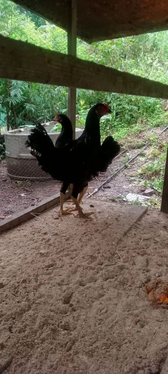 Casal de frangos caipira  - Foto 4