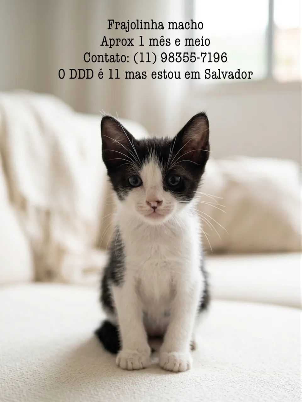 Doando gatinhos machos - Foto 2