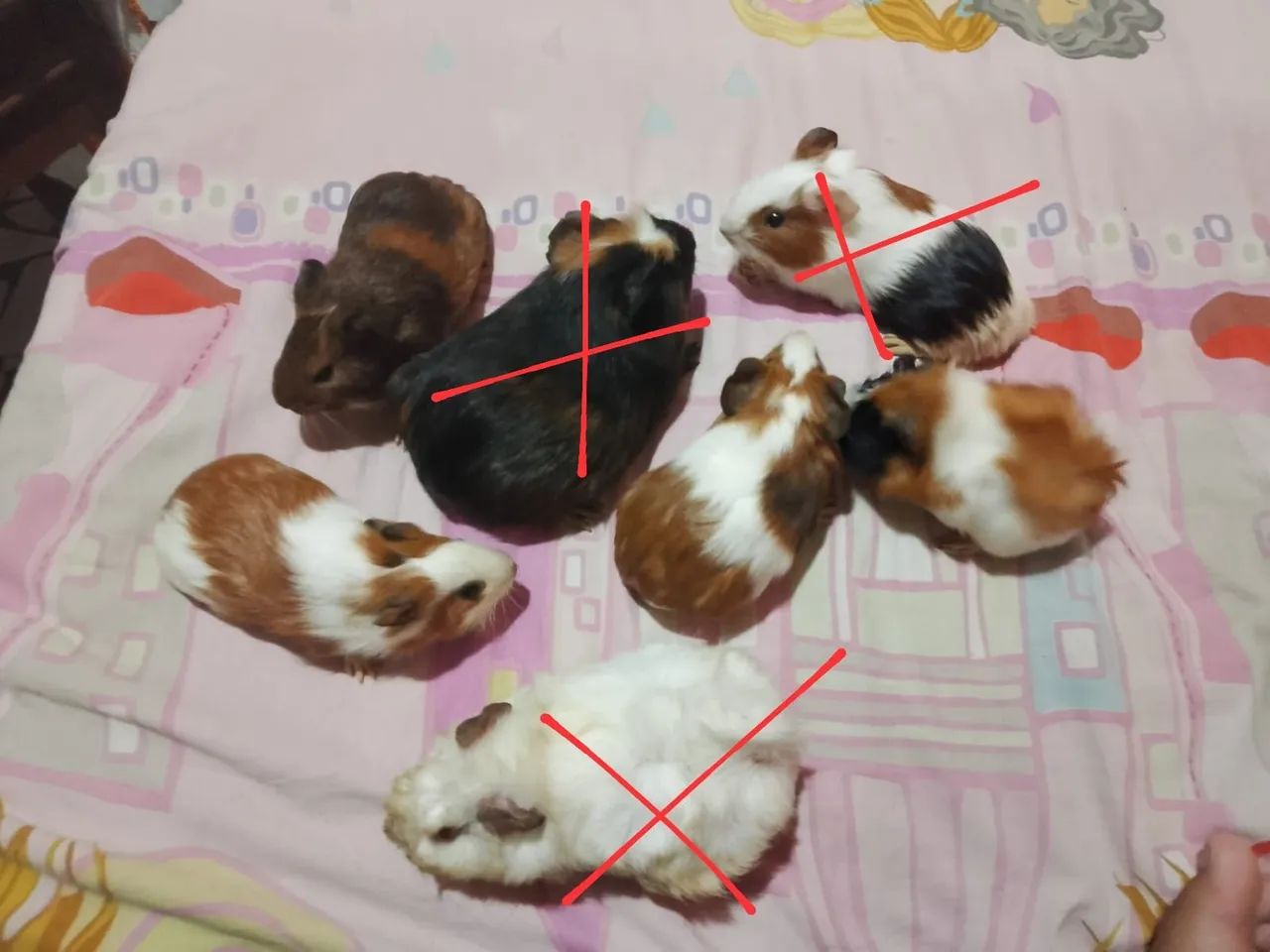 Filhotes de porquinhos da índia  - Foto 2