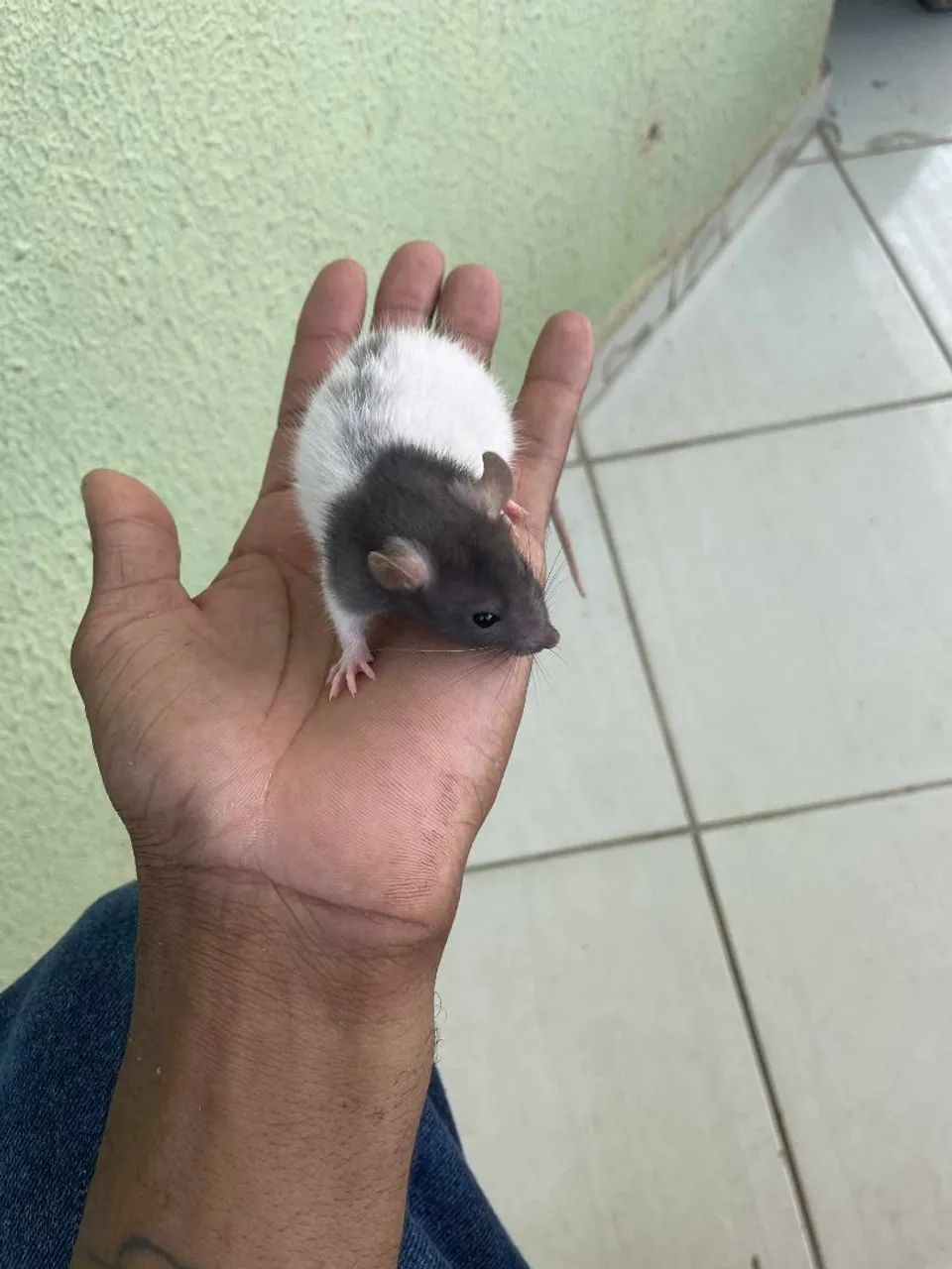 Tenho 2 filhotes de rato Twister disponível  - Foto 2
