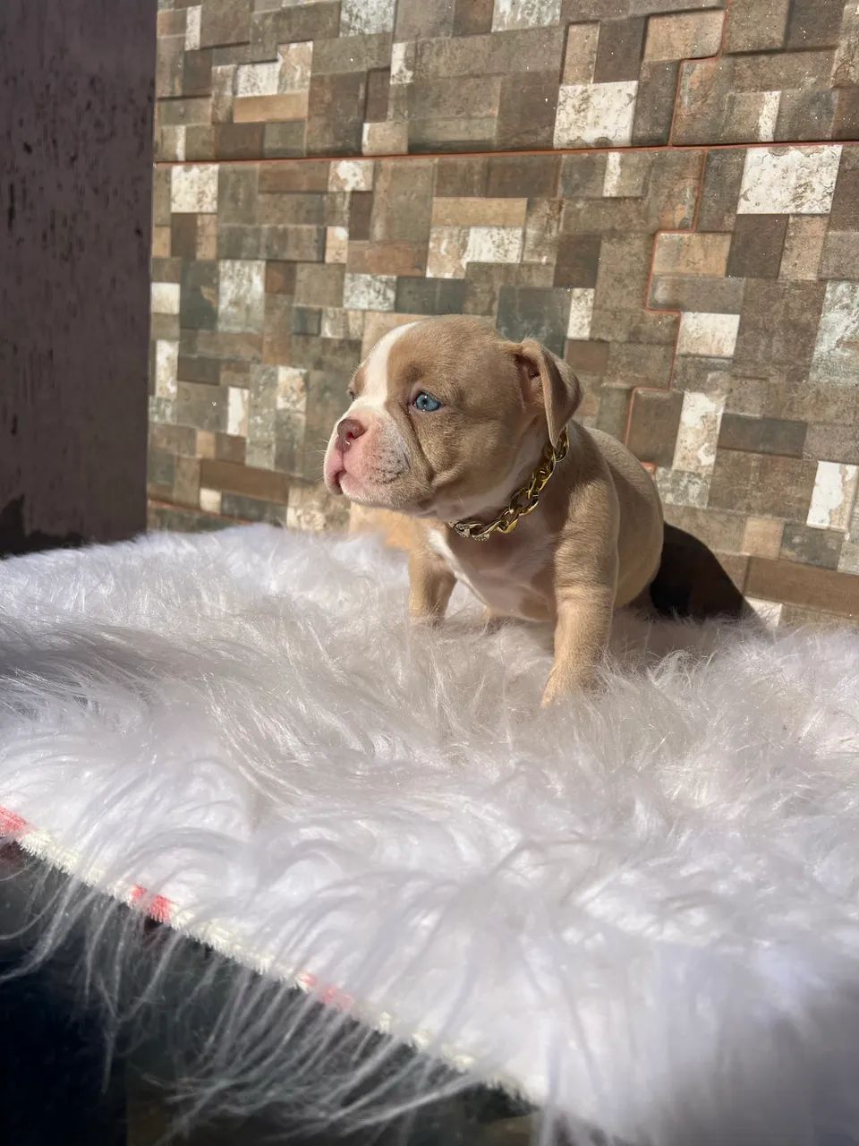 American bully Macho - Foto 3