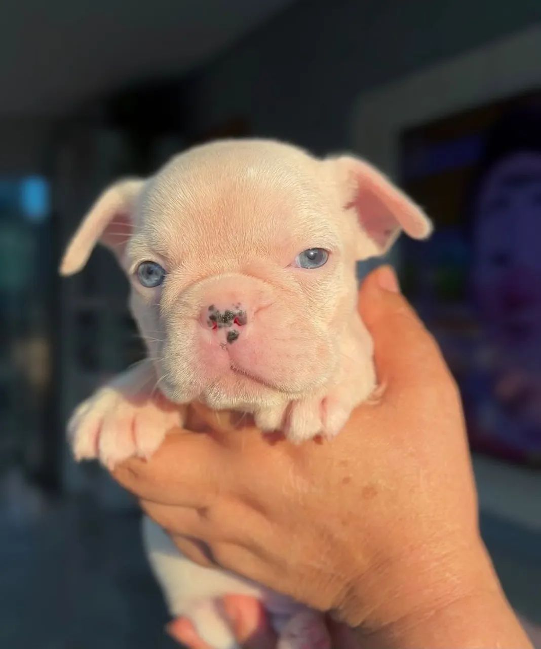 Filhote de Bulldog Francês  - Foto 2