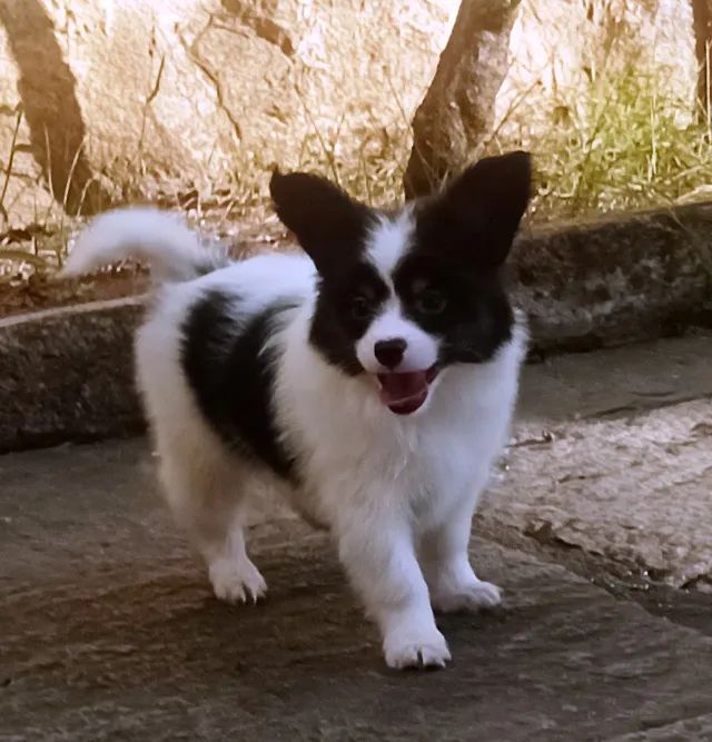 Papillon filhote macho
