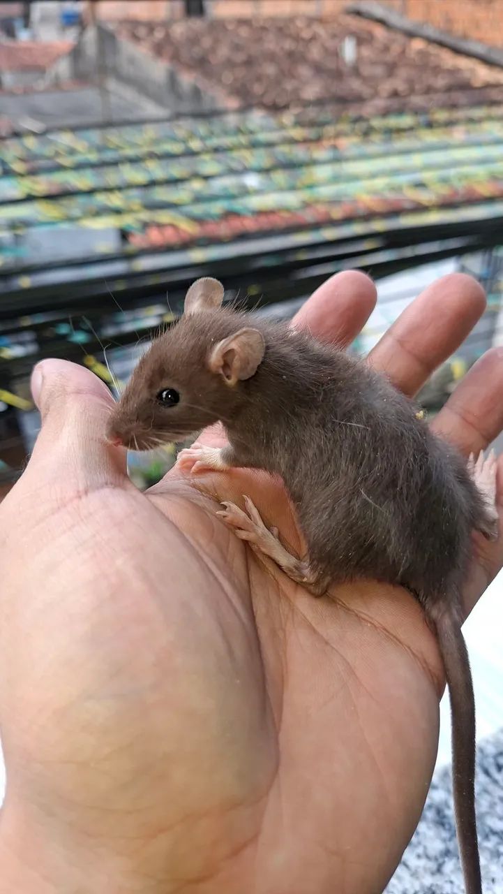 Rato twister 