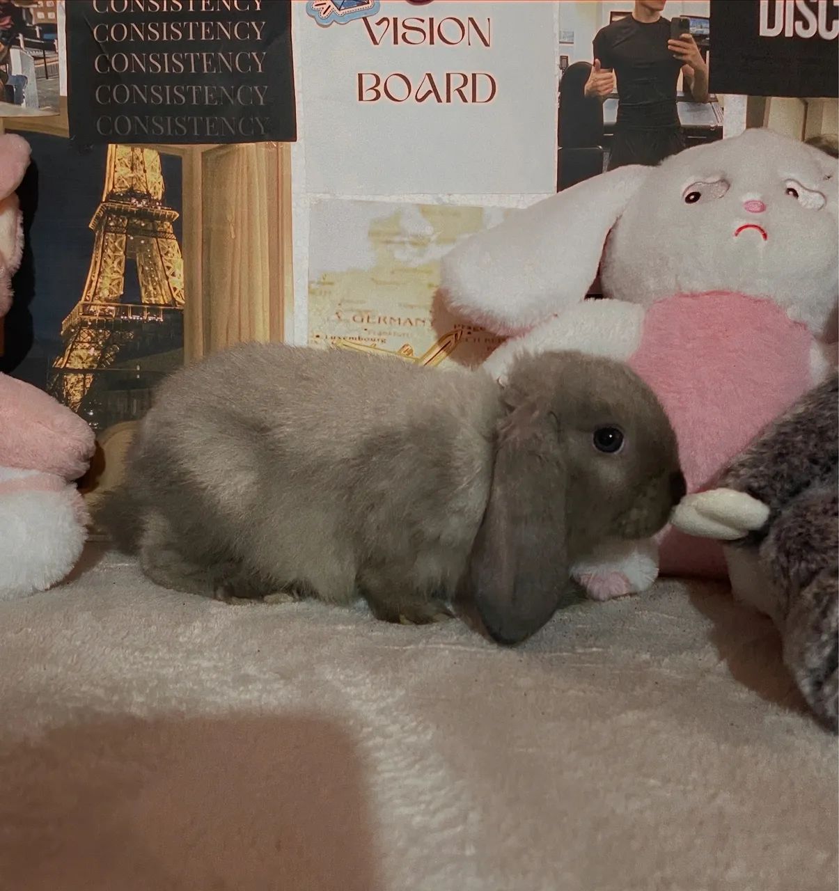 Mini coelhos  - Foto 2