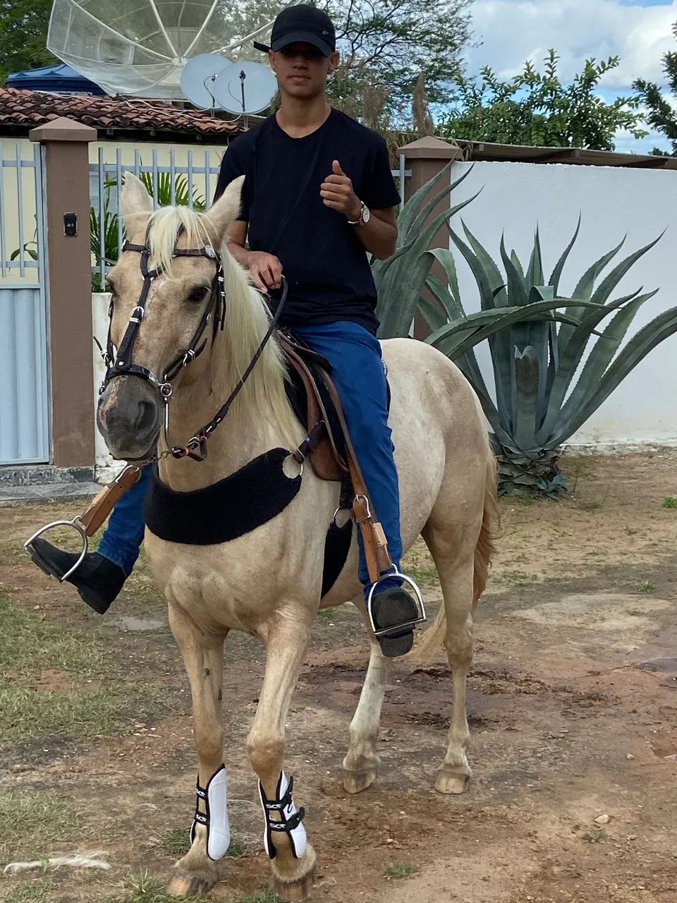 Égua à venda 