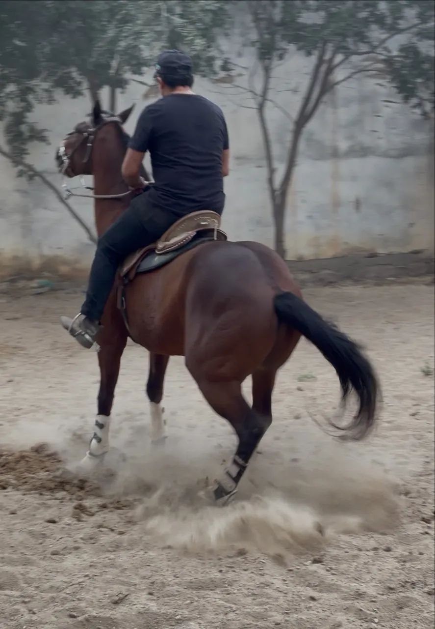 Cavalo vaquejada de esquerda quarto de milha  - Foto 2